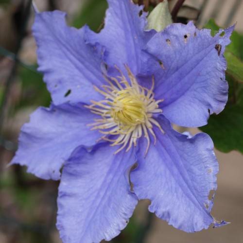 a blue flower with yellow filaments, yellow anthers and a yellow center
