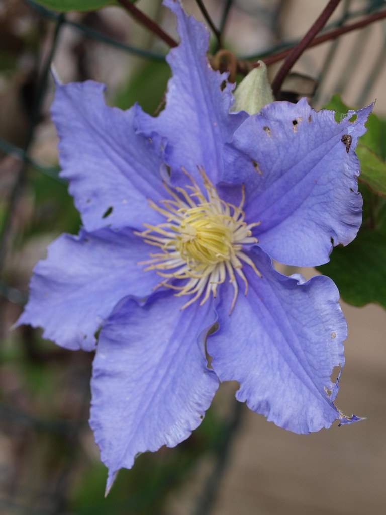 a blue flower with yellow filaments, yellow anthers and a yellow center