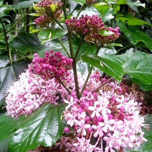 pink flowers with white-pink stamens, dark-pink buds and green leaves on dark-green branches