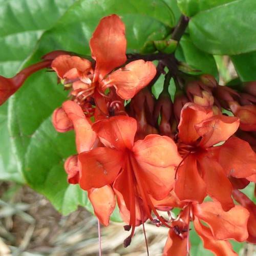 orange-red flowers with orange filaments, red anthers and dark-brown stems with green leaves