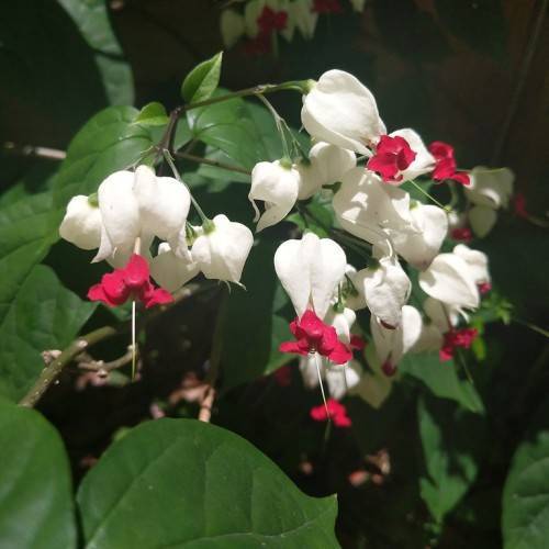 White-red flowers with white stigmas on green petioles and green leaves with green veins on green-brown stems