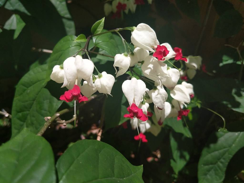 White-red flowers with white stigmas on green petioles and green leaves with green veins on green-brown stems