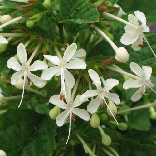Off-white flowers with white-lime buds, yellow stigma, off-white style and filaments, green leaves and stems, green-red sepals, brown anthers.