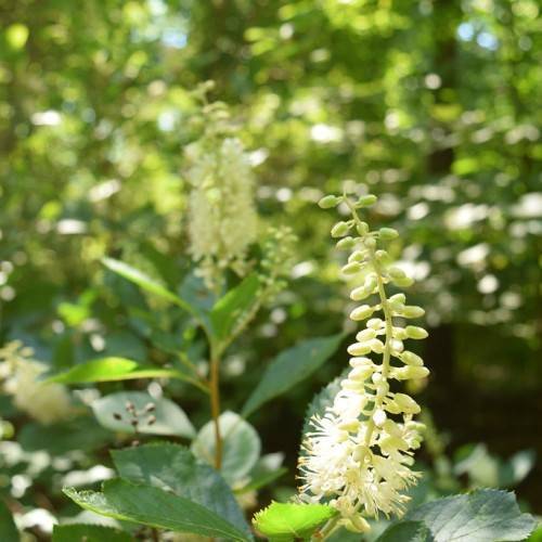 white flowers, white-green buds on lime-green stems and green leaves with green veins
