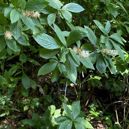 white flowers, black fruits and green leaves with green veins on green stems