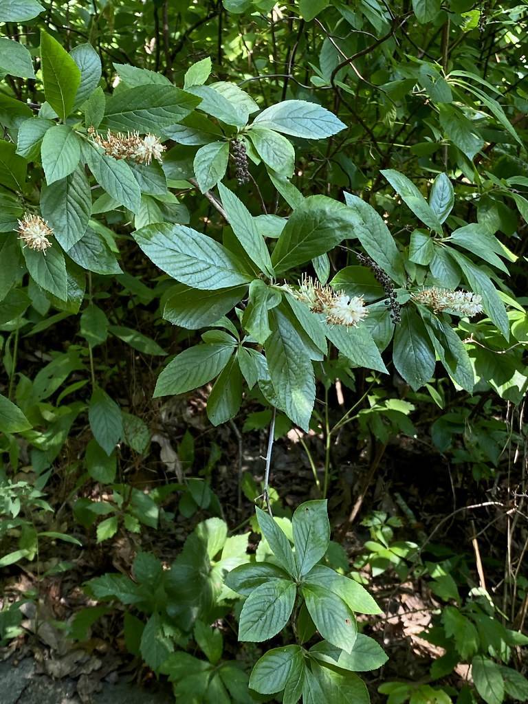 white flowers, black fruits and green leaves with green veins on green stems 