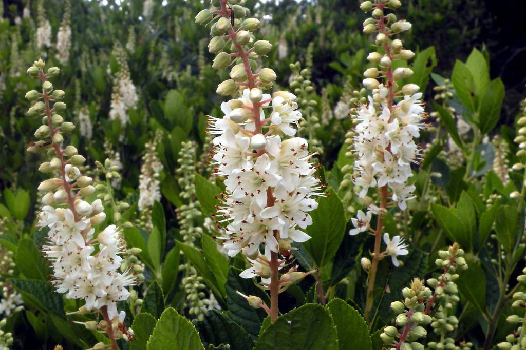 white flowers with white filaments, maroon anthers and white-green buds on red-pink petioles and stems with green leaves 