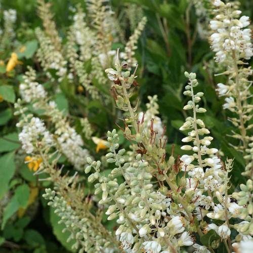 white flowers and white-green buds with red stigmas on light-green petioles and stems