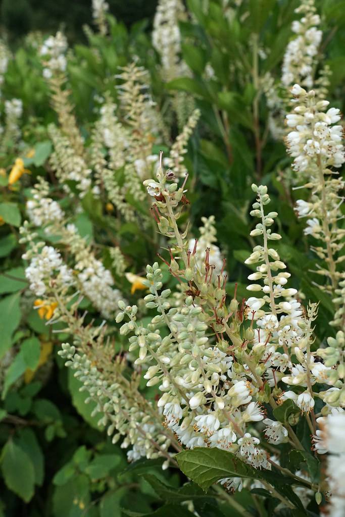 white flowers and white-green buds with red stigmas on light-green petioles and stems
