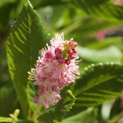 pink-white flowers with white filaments, red anthers and dark-pink buds on light-green stems along lime-green leaves with green veins