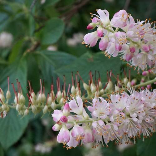 pink-white flowers with white filaments, red-orange anthers and light-green buds wth red stigmas on light-green stems