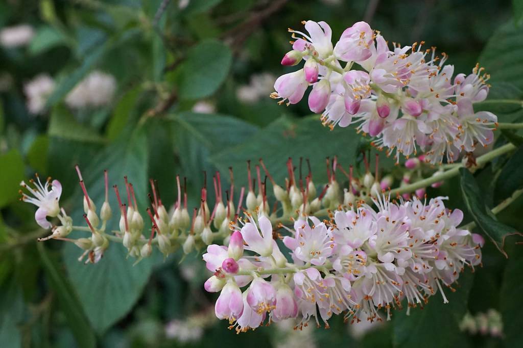 pink-white flowers with white filaments, red-orange anthers and light-green buds wth red stigmas on light-green stems