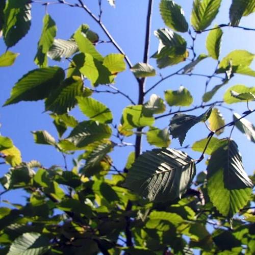 green leaves with brown stems and branches