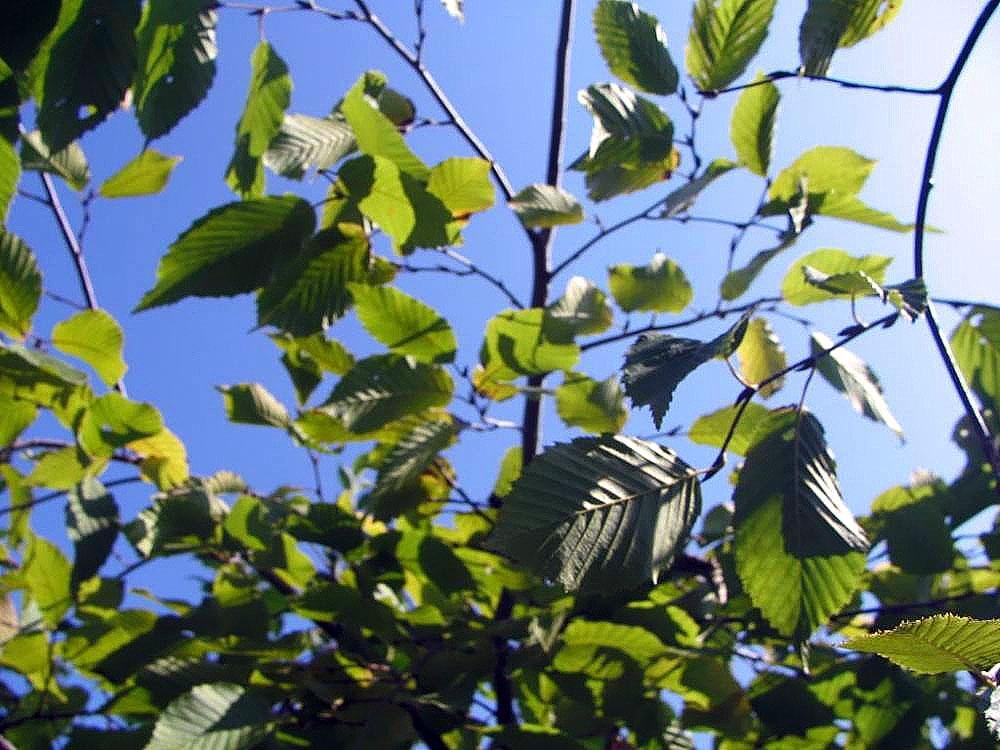 green leaves with brown stems and branches