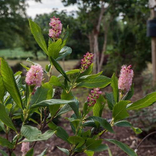 pink-white flowers, purple-pink buds along lime-green leaves with light-green veins on light-green stems