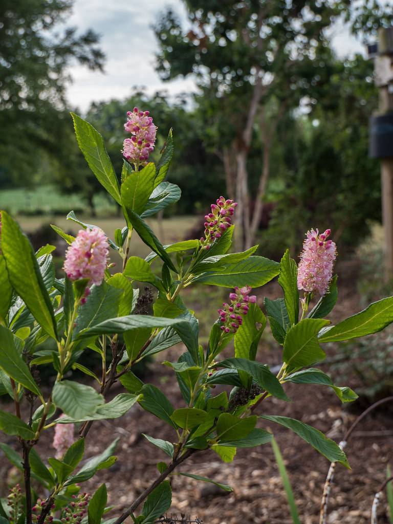 pink-white flowers, purple-pink buds along lime-green leaves with light-green veins on light-green stems 