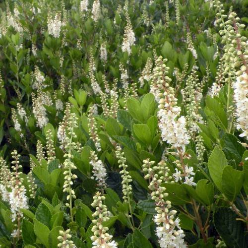 white flowers with white filaments, red anthers, light-green buds and green leaves with green veins on light-green stems