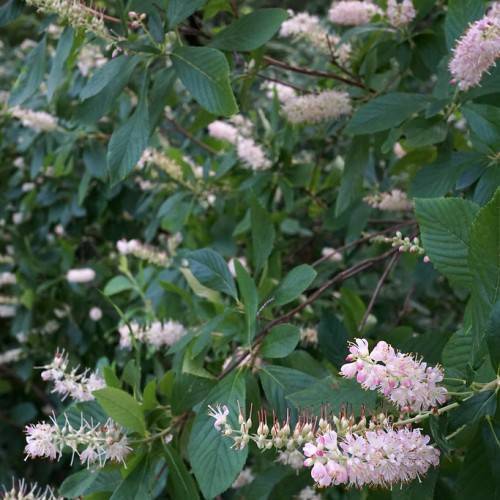 pink-white flowers with white stamens, green-white buds with red stigmas along dark-green leaves with green veins on red-green stems