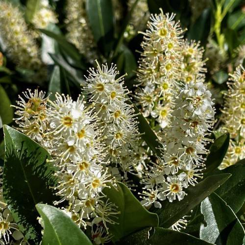 white flowers with white stamens, yellow stigmas and dark-green leaves with green veins