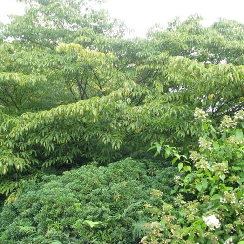 A brown branch filled with a bunch of green leaves having septoria spots with lime-green flowers.