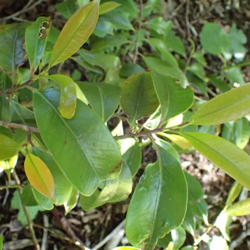 Green leaves with lime stipules, light-brown petioles and stems, lime midrib, veins and blades.