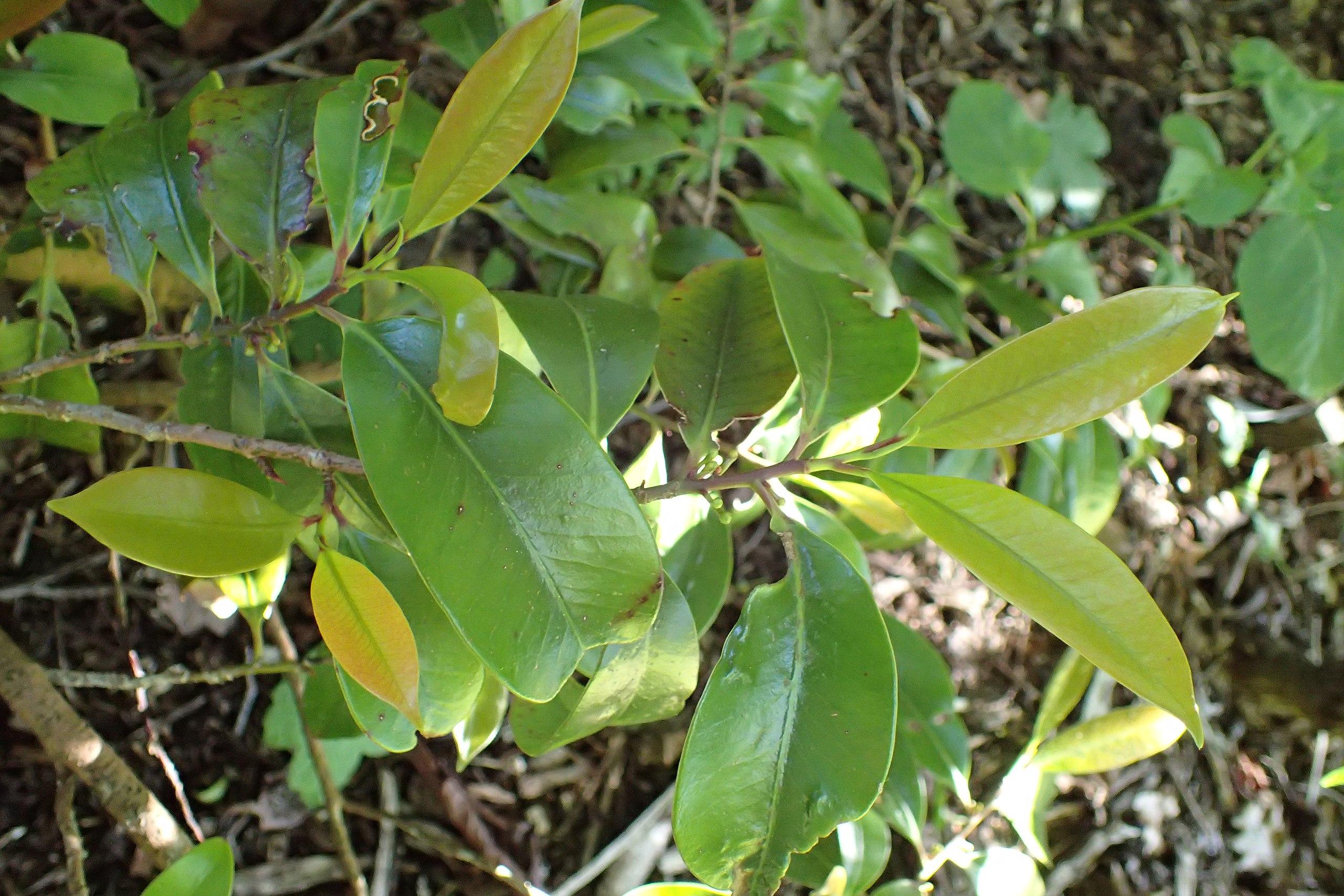 Green leaves with lime stipules, light-brown petioles and stems, lime midrib, veins and blades.