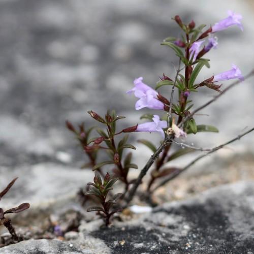 Lavender flowers, maroon sepal and stem and green leaves.