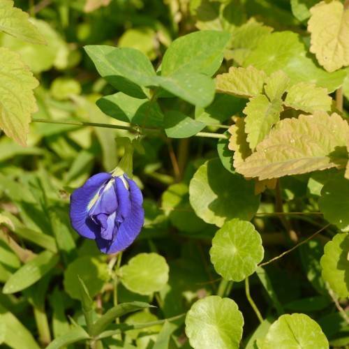 a blue-white flower and lime-green leaves with green veins on green petioles and stems