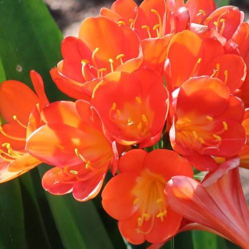 bright-orange flowers with orange center, light-orange filaments, yellow anthers and green leaves