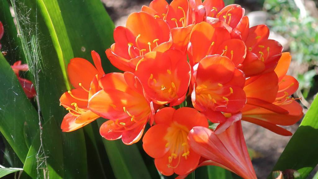 bright-orange flowers with orange center, light-orange filaments, yellow anthers and green leaves
