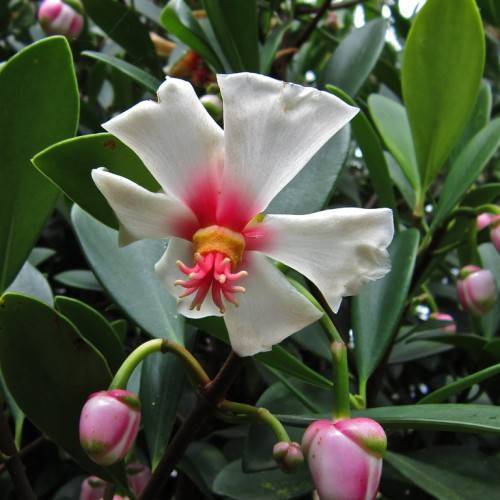 a pink-white flower with dark-pink filaments, light-yellow anthers and light-pink buds on lime-green stems with dark-green leaves