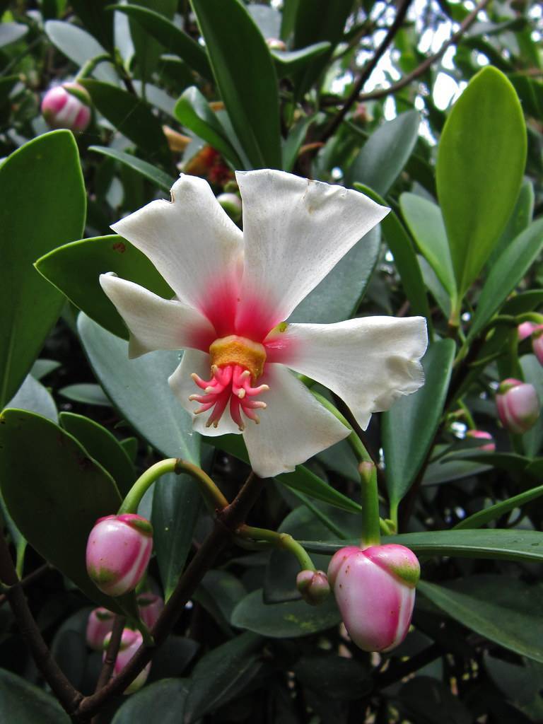 a pink-white flower with dark-pink filaments, light-yellow anthers and light-pink buds on lime-green stems with dark-green leaves