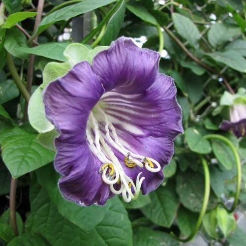 a purple flower with a white center, white filaments and yellow anthers with green leaves on green stems