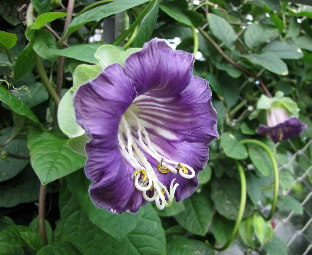 a purple flower with a white center, white filaments and yellow anthers with green leaves on green stems