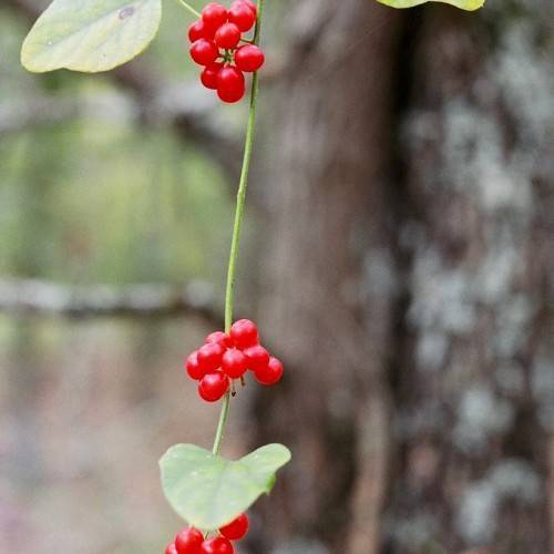 bright-red fruits on a lime-green stem with light-green leaves