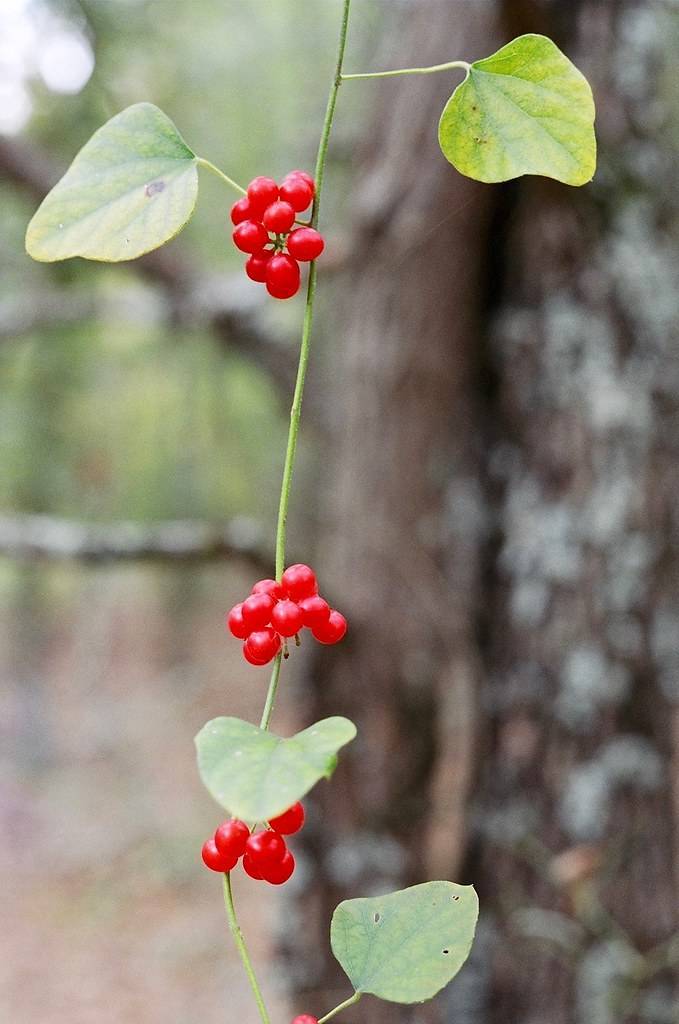 bright-red fruits on a lime-green stem with light-green leaves