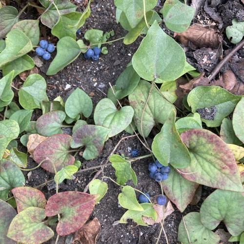 blue fruits and red-green leaves with green veins on light-brown branches