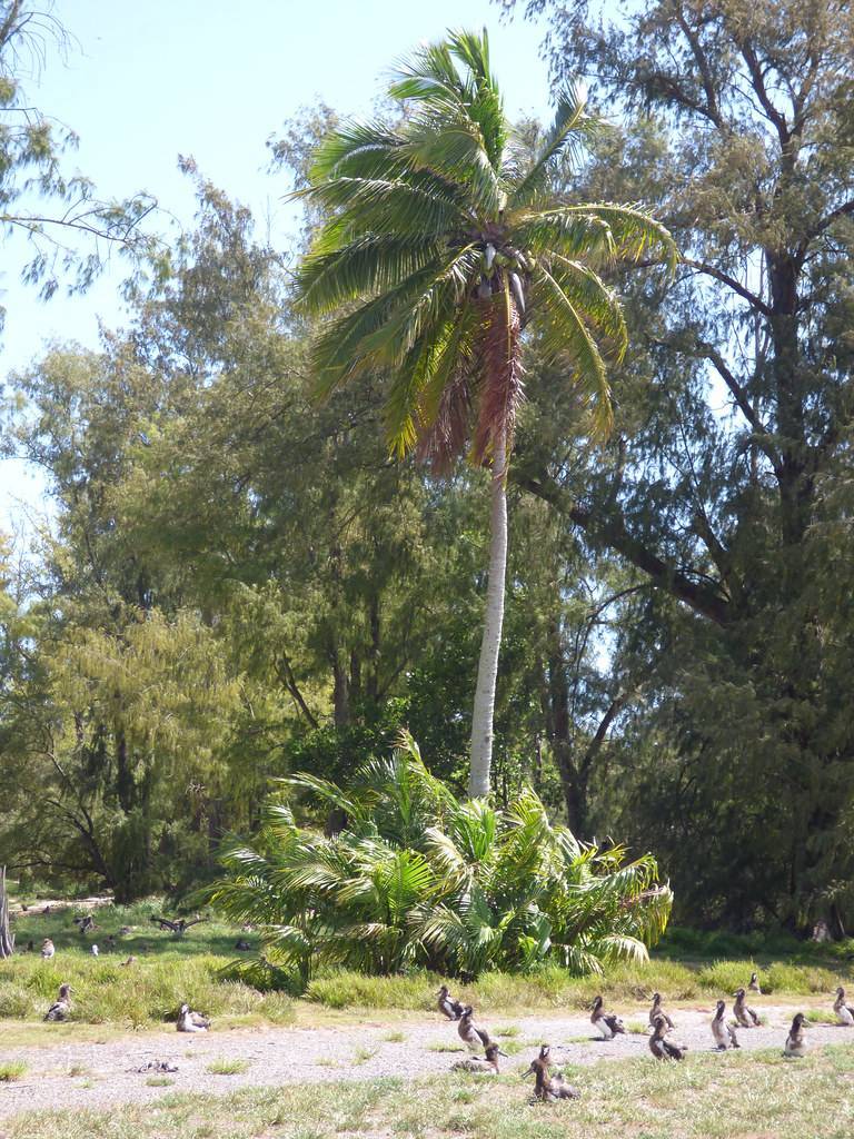 brown fruits with dark-green foliage on a gray trunk with green leaves at its bottom