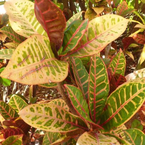 yellow-green leaves with yellow veins and red midribs on light-brown branches