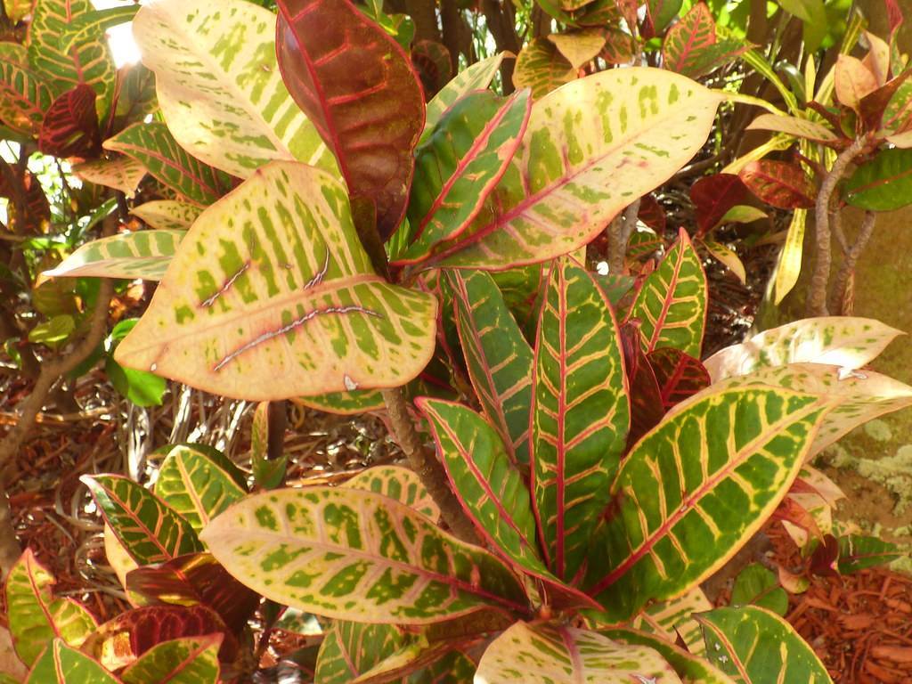 yellow-green leaves with yellow veins and red midribs on light-brown branches