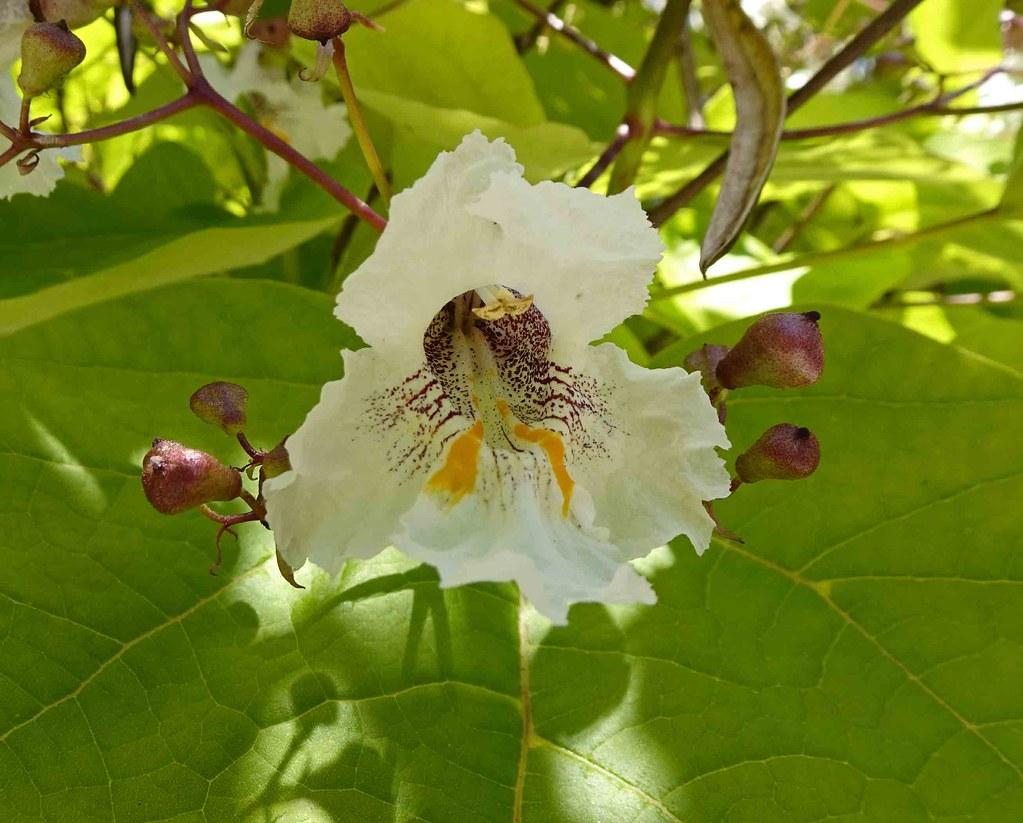 A close-up of a white-yellow-purple flower surrounded by purple-green buds growing out of a red stem and green leaves with yellow vein.