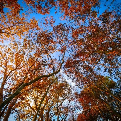 Tree with a strong brown trunk and small brown branches with orange leaves.