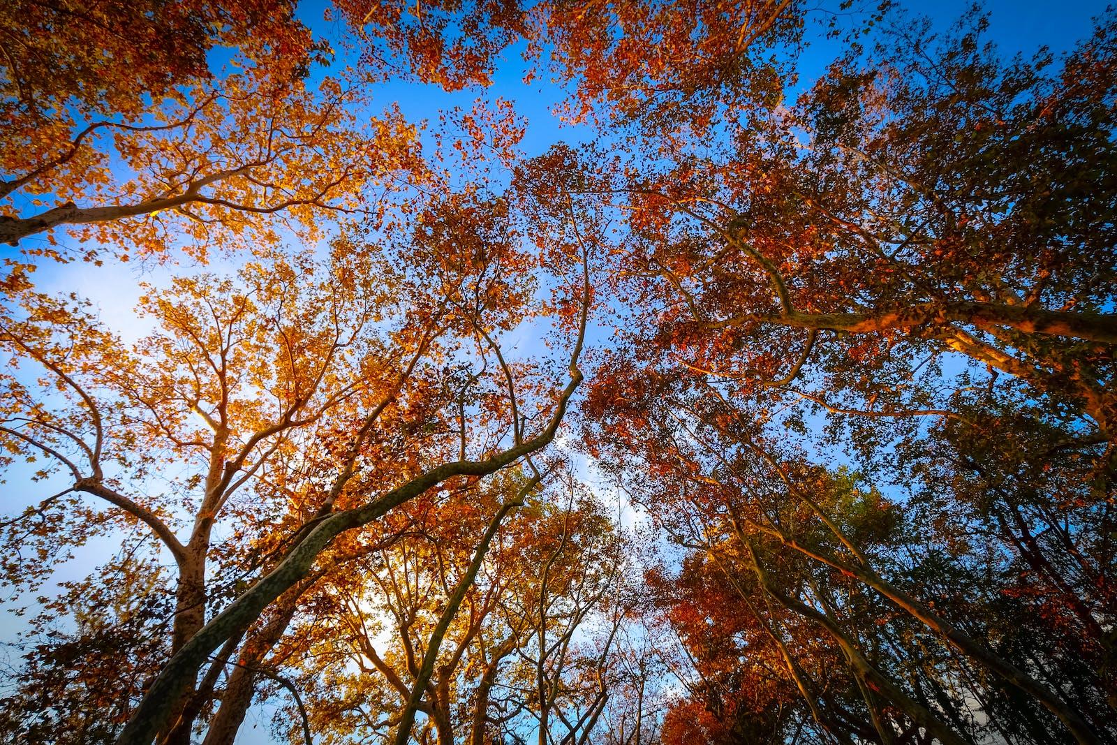 Tree with a strong brown trunk and small brown branches with orange leaves.