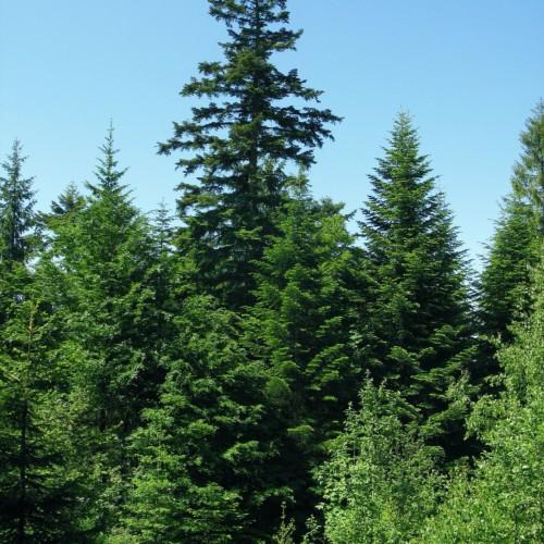 green foliage on dark-brown branches and trunks