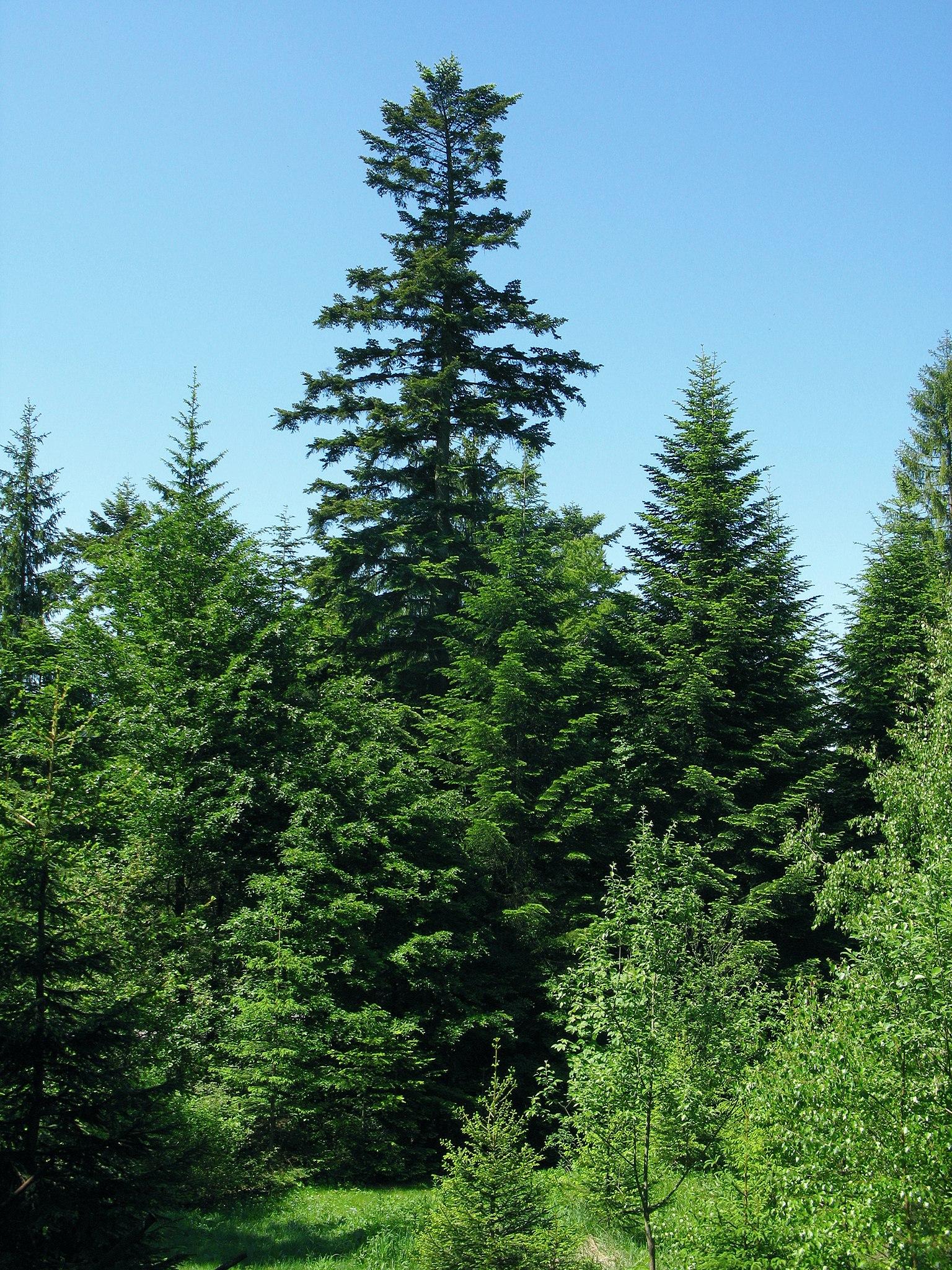 green foliage on dark-brown branches and trunks