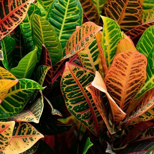 green-pink leaves with yellow-pink veins and midribs