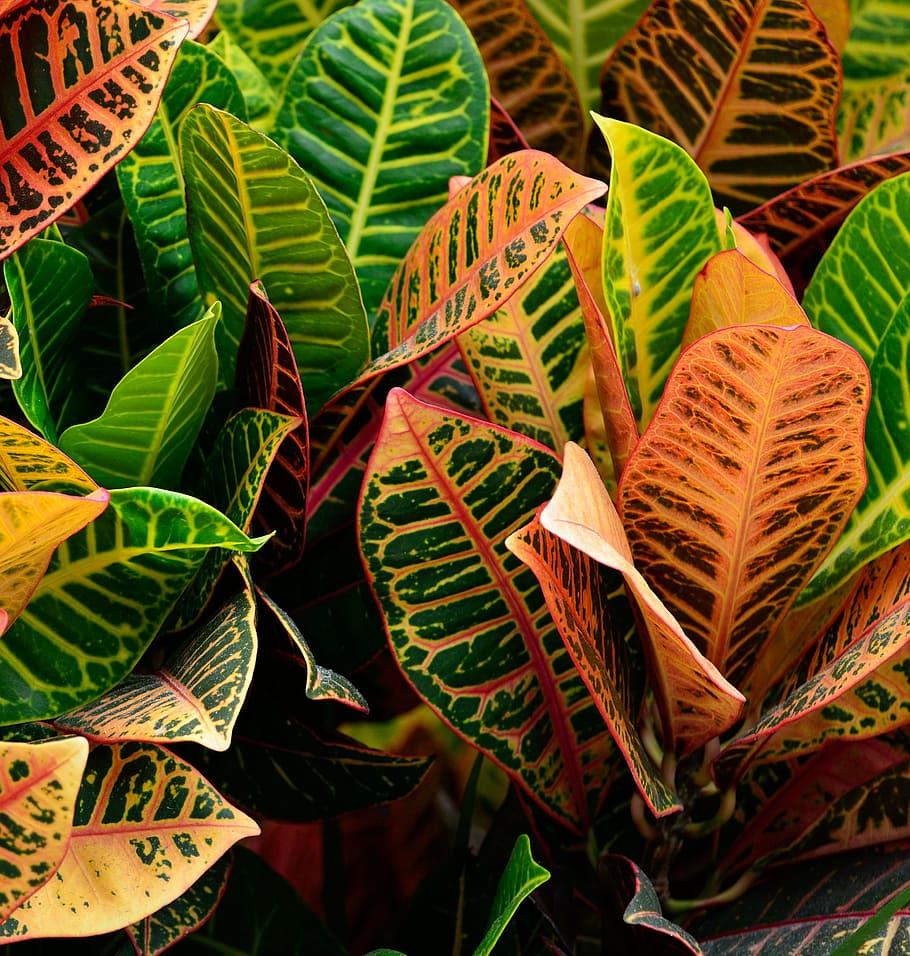 green-pink leaves with yellow-pink veins and midribs