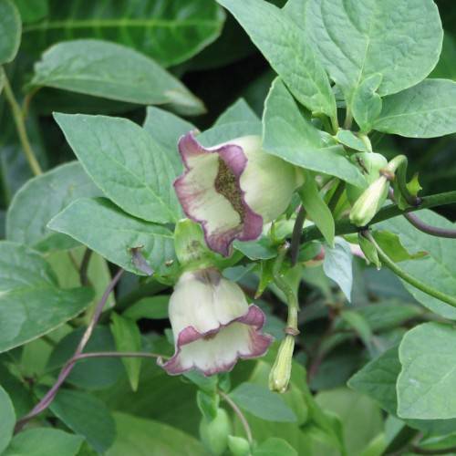 purple-white flowers, light-green buds and green leaves with green veins on purple-green stems