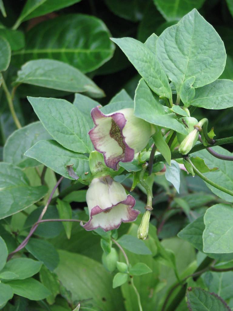 purple-white flowers, light-green buds and green leaves with green veins on purple-green stems 