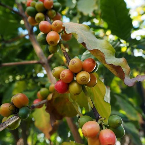 orange-yellow fruits with green-yellow leaves on brown twigs and branches